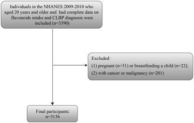 Association between dietary intake of flavonoids and chronic low back pain: a cross-sectional study